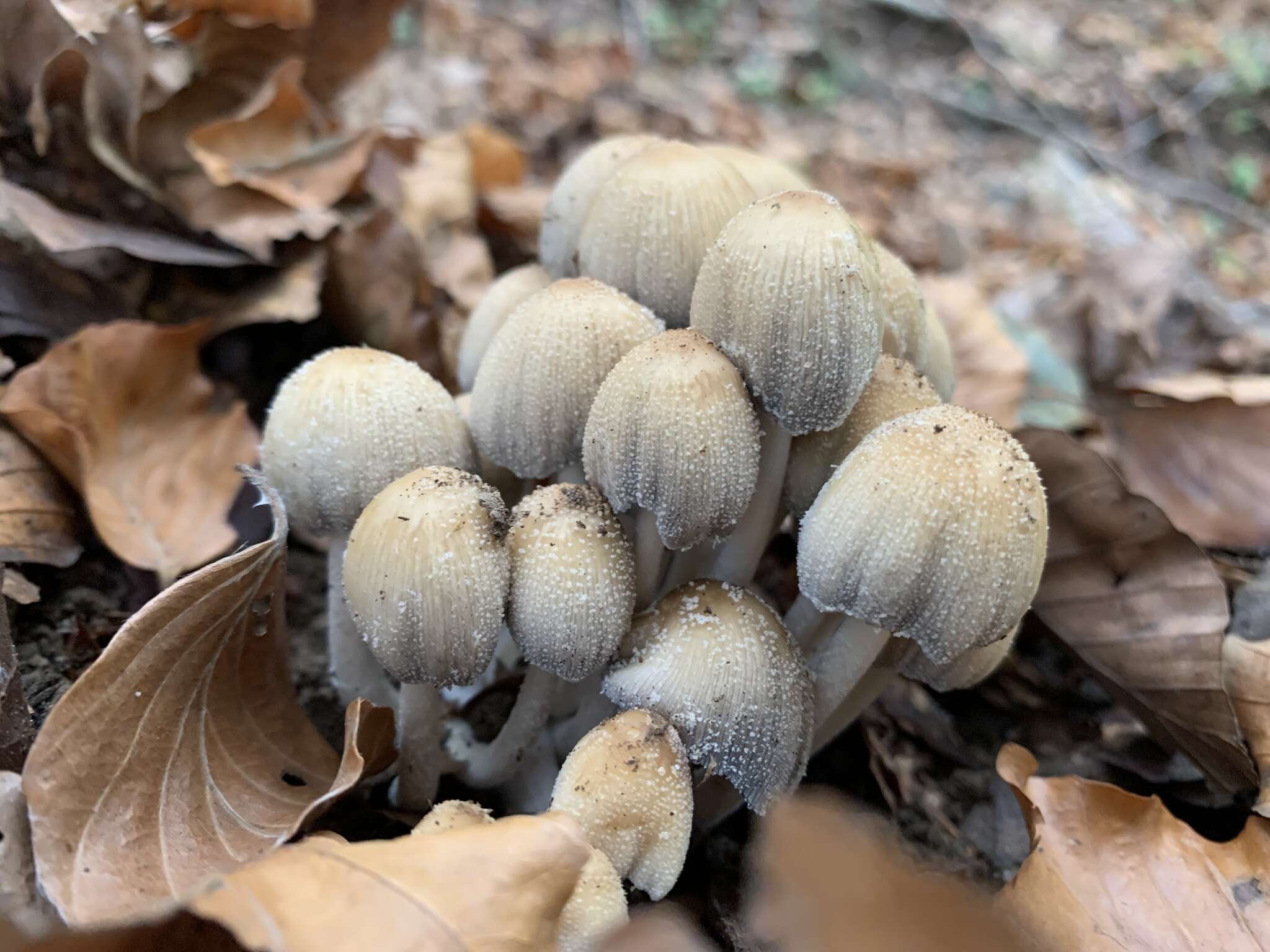 Coprinellus saccharinus (Romagn.) P. Roux, Guy García & Dumas 2006的圖片