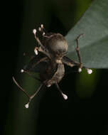 Plancia ëd Ophiocordyceps buquetii (Mont. & C. P. Robin) Spatafora, Kepler & Quandt 2015