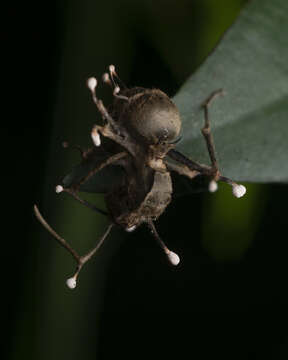 صورة Ophiocordyceps buquetii (Mont. & C. P. Robin) Spatafora, Kepler & Quandt 2015