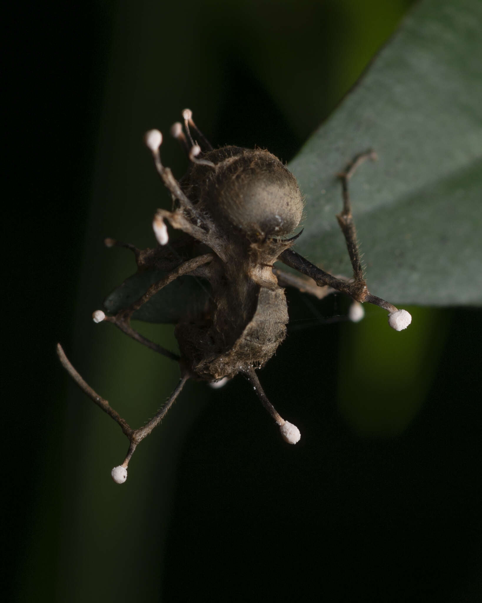 Plancia ëd Ophiocordyceps buquetii (Mont. & C. P. Robin) Spatafora, Kepler & Quandt 2015