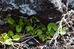 Image of Centella