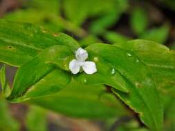 Image de Callisia gracilis (Kunth) D. R. Hunt