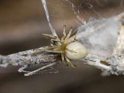 Слика од Cheiracanthium virescens (Sundevall 1833)