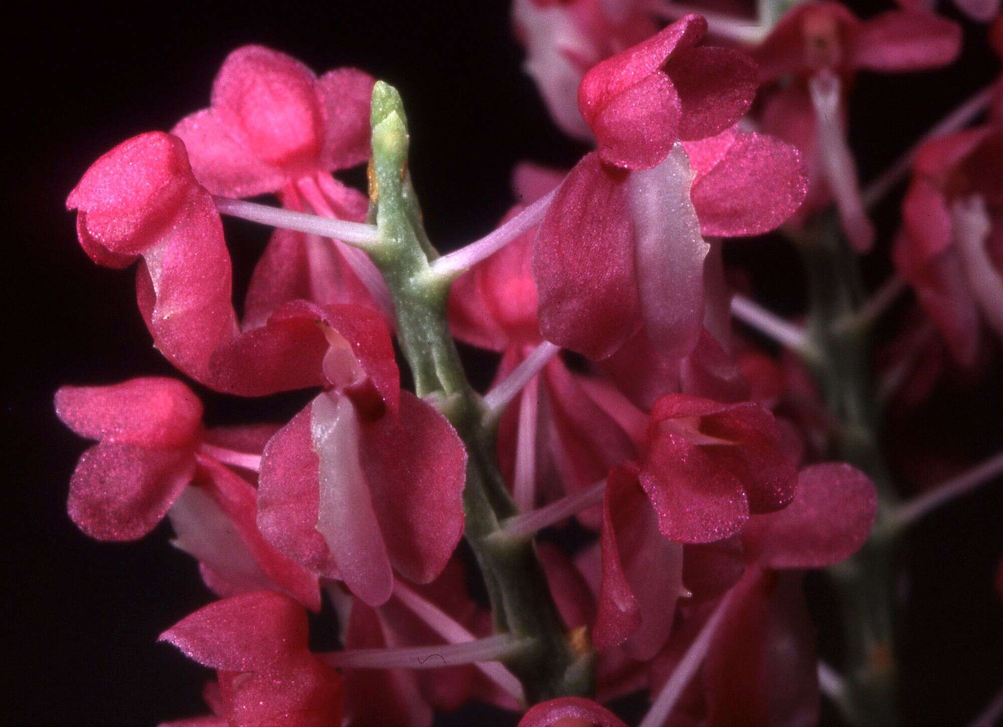 Image of Dyakia hendersoniana (Rchb. fil.) Christenson