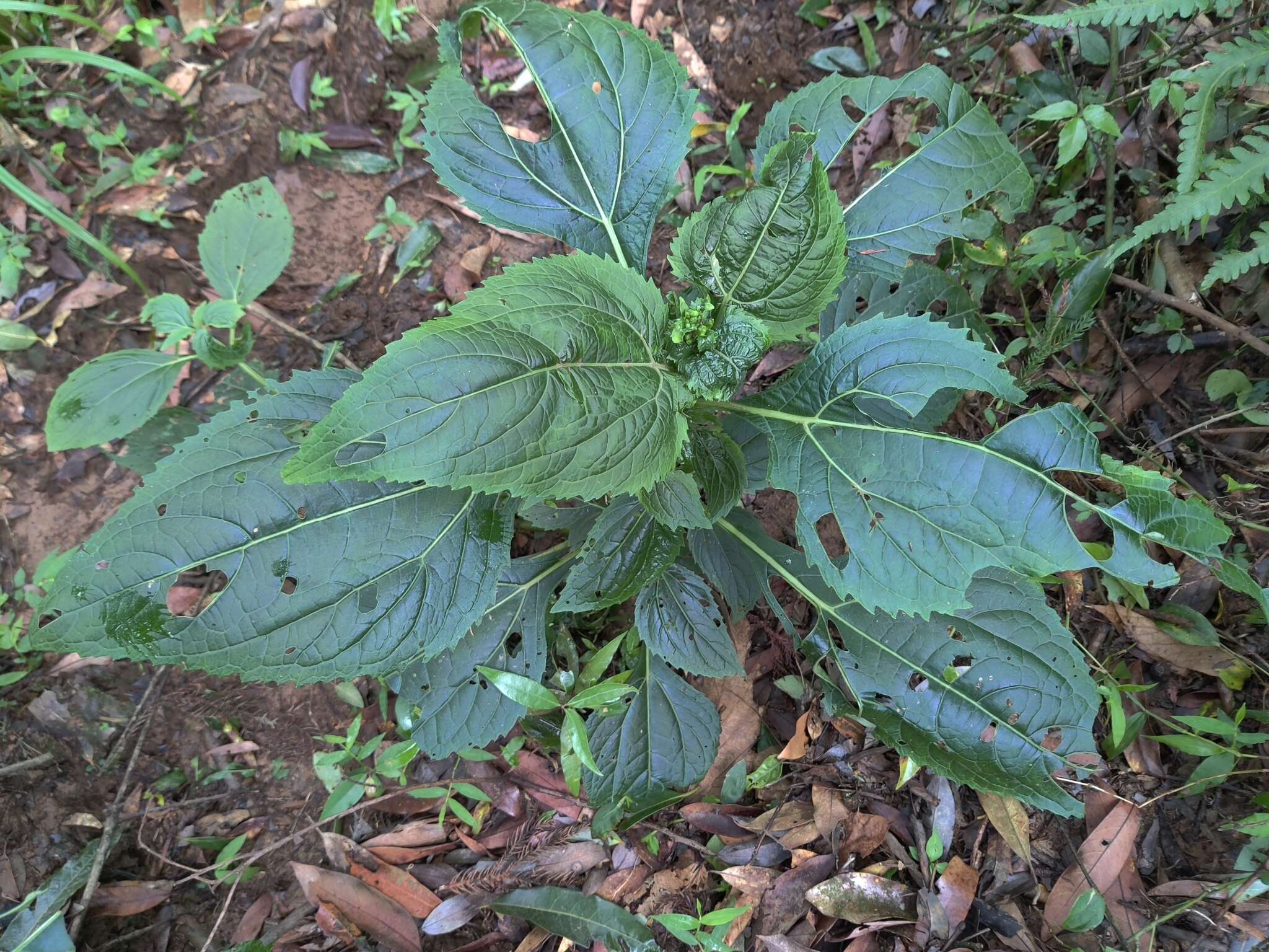 Imagem de Adenostemma lavenia (L.) Kuntze