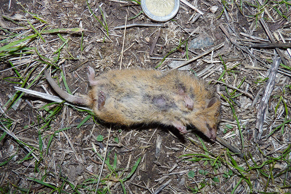 Image of Eastern Short-tailed Opossum