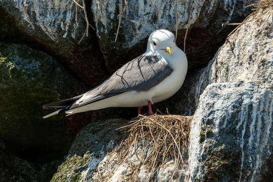 Image of Red-legged Kittiwake