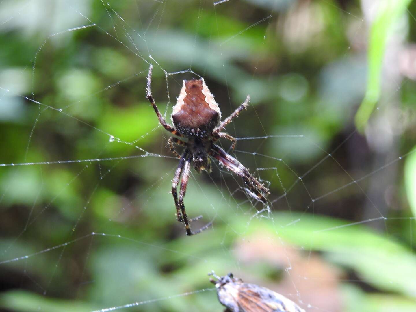 Image of Parawixia hypocrita (O. Pickard-Cambridge 1889)