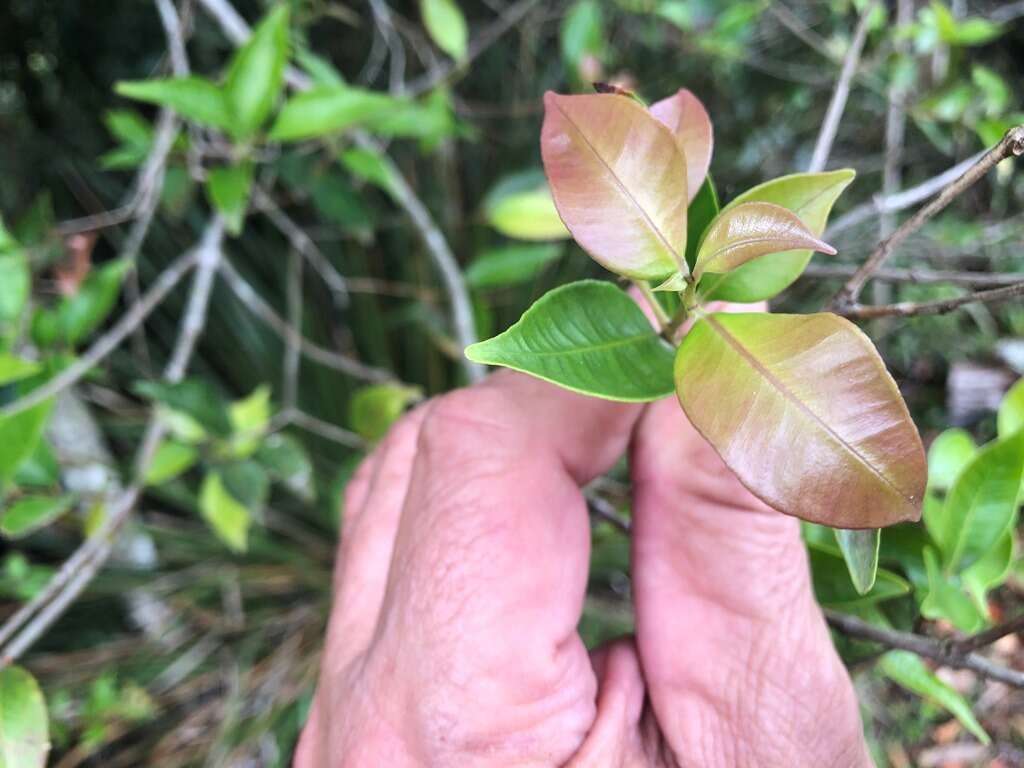 Image of Syzygium crebrinerve (C. T. White) L. A. S. Johnson