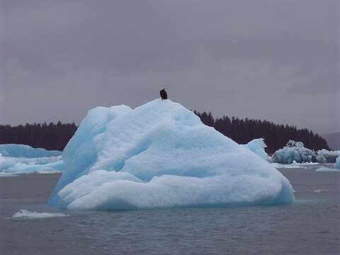 Image de Pygargue à tête blanche