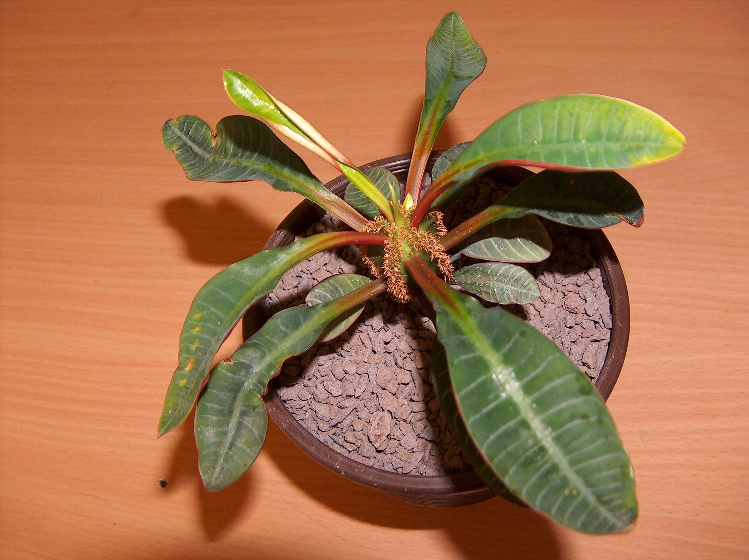 Euphorbia leuconeura Boiss. resmi