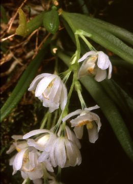 Image of Hintonella