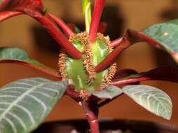 Euphorbia leuconeura Boiss. resmi