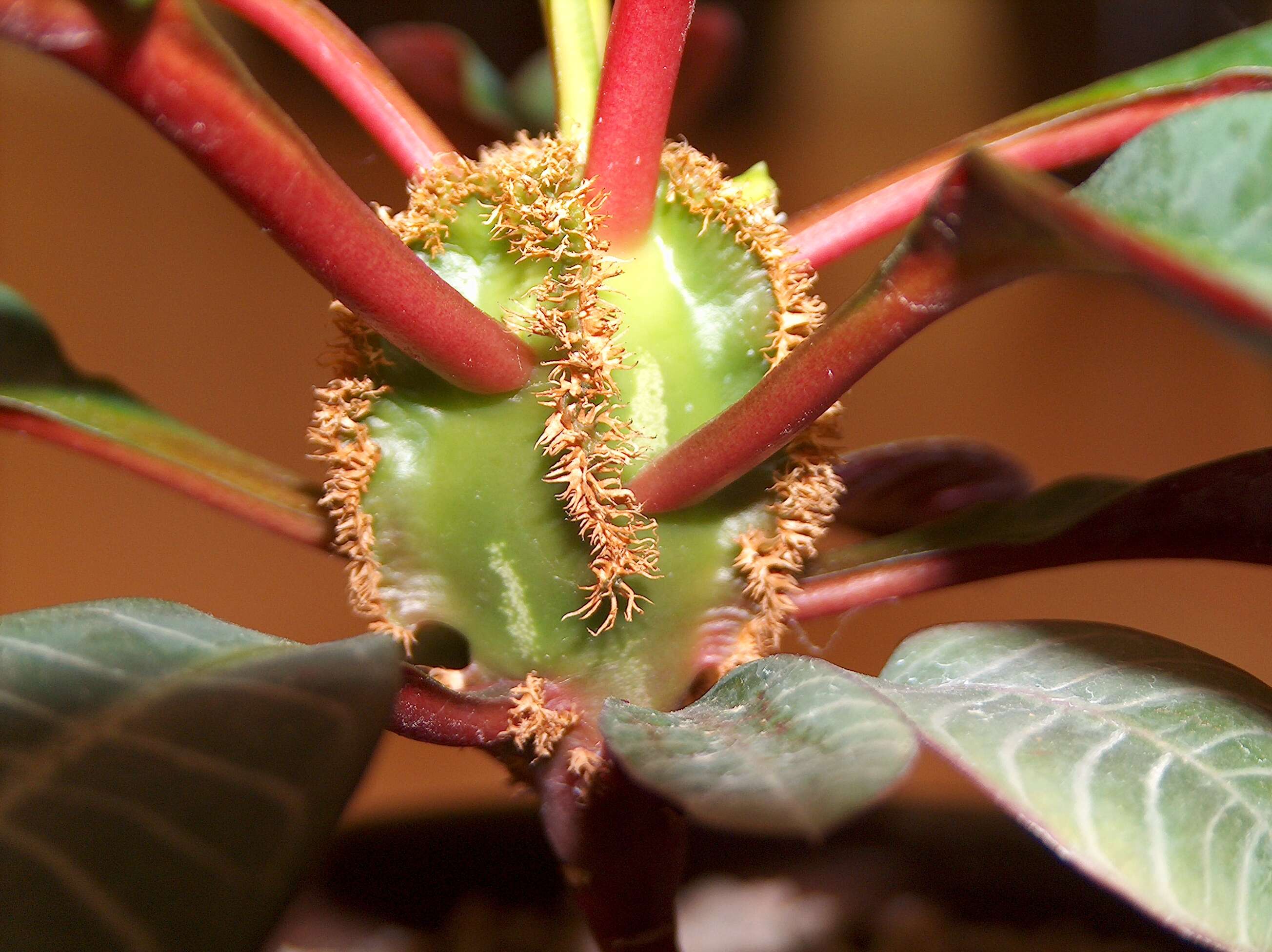 Euphorbia leuconeura Boiss. resmi