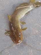 Image of Catfish