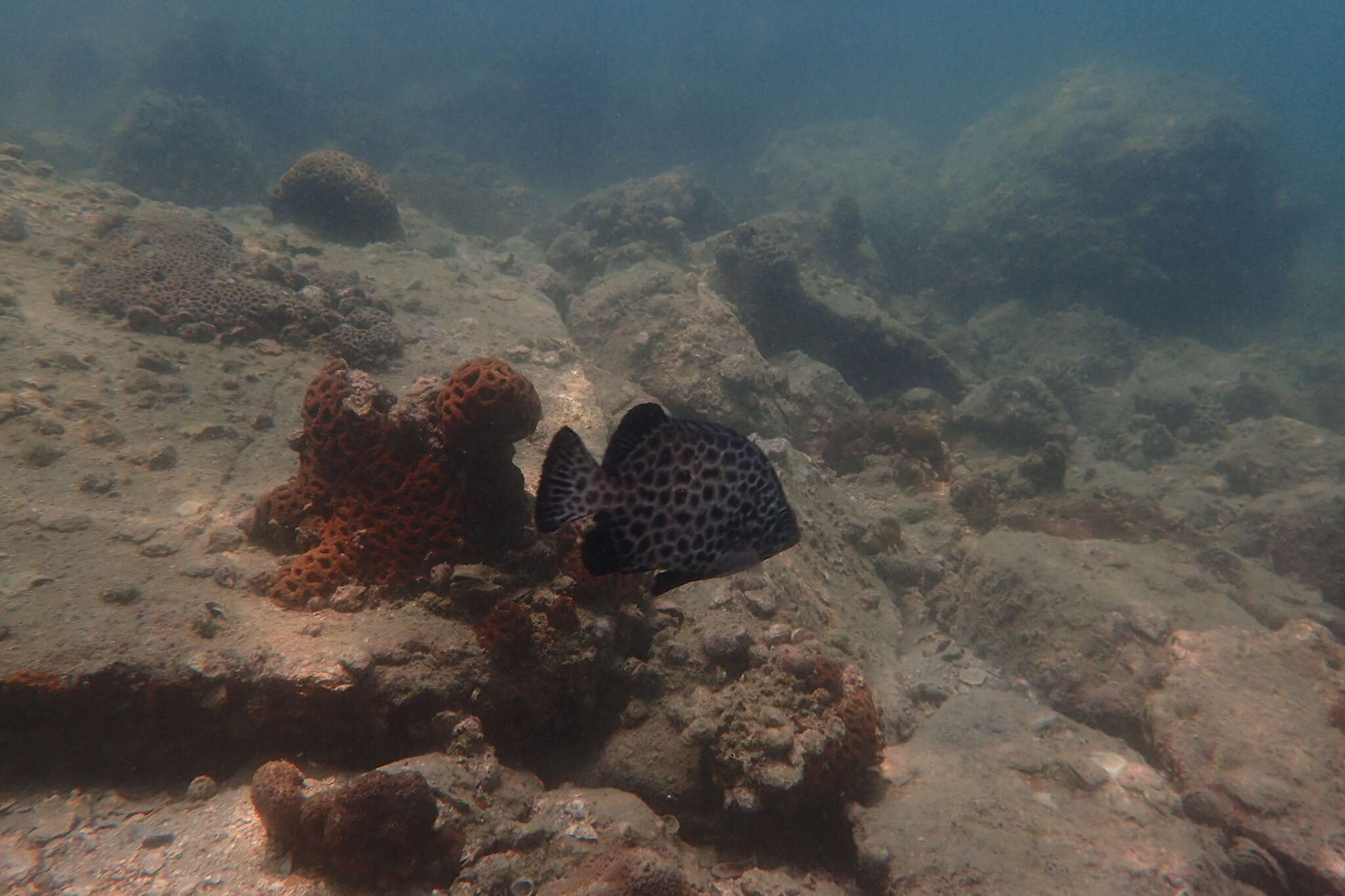 Image of Rock porgy