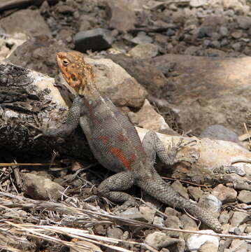 Image of Common agama