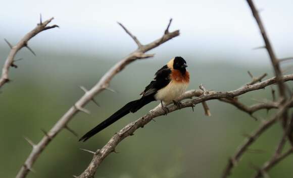 Image of Eastern Paradise-whydah