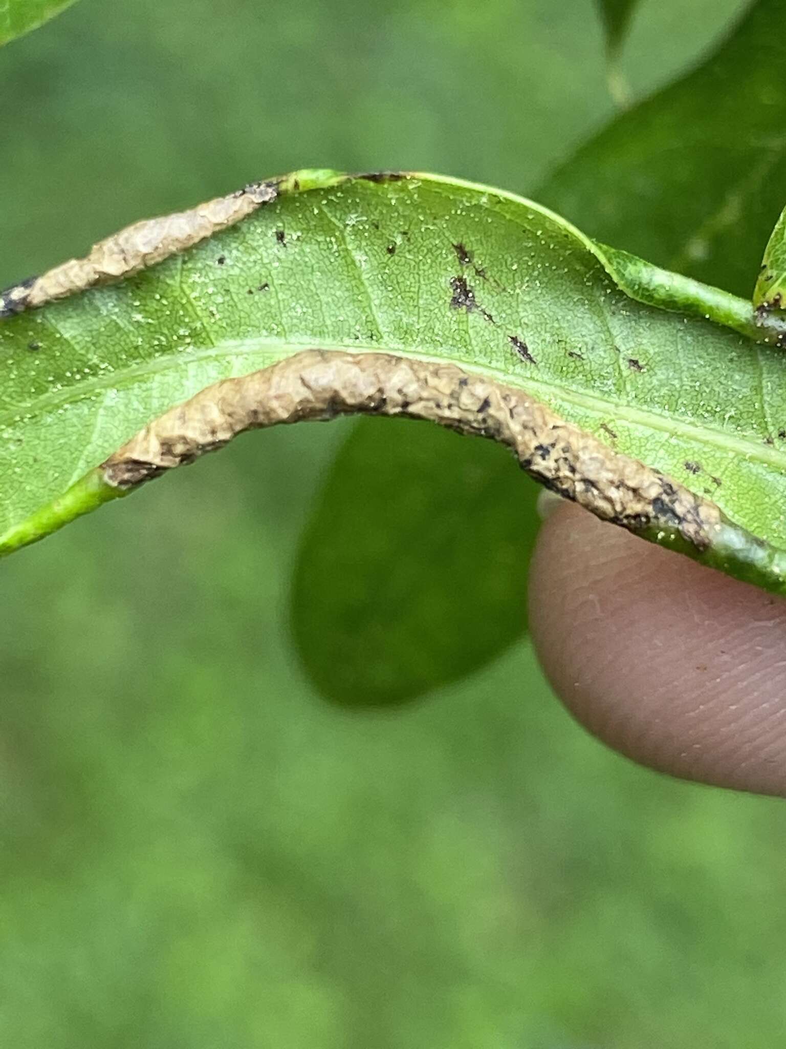 Macrodiplosis erubescens (Osten Sacken 1862)的圖片