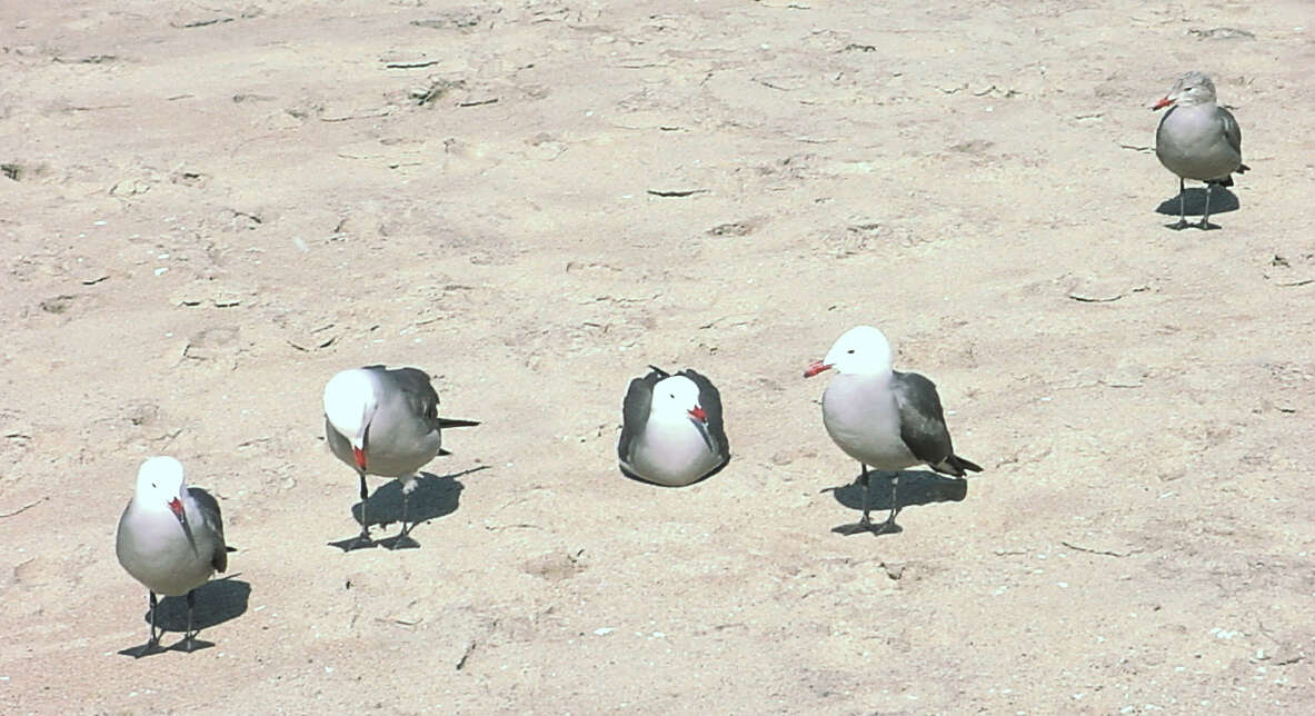 Image of Heermann's Gull