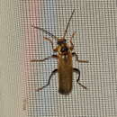 Image of <i>Cantharis terminata</i>