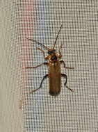 Image de <i>Cantharis terminata</i>