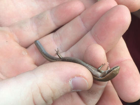 Image of Ground Skink