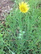 Image of yellow salsify