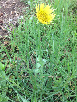 Слика од Tragopogon dubius Scop.