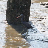 Image of Eastern Reef Egret