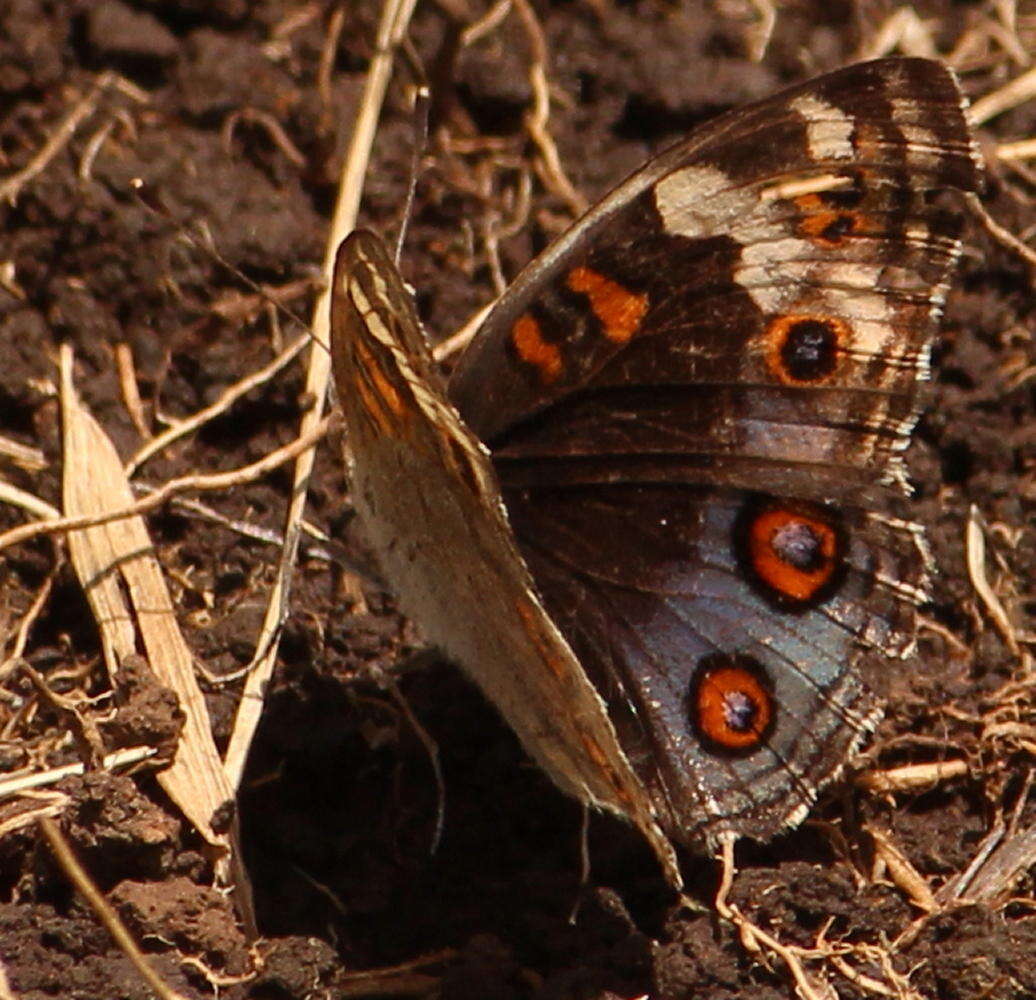 Слика од Junonia orithya madagascariensis Guenée 1872