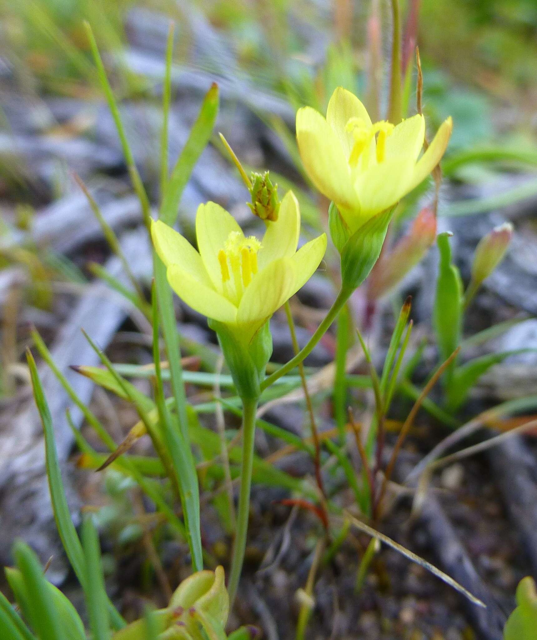 Imagem de Geissorhiza platystigma Goldblatt & J. C. Manning