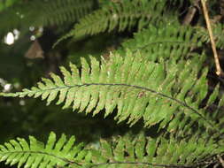 Image of Hymenasplenium pubirhizoma (Ching & Z. Y. Liu) K. W. Xu & Li Bing Zhang