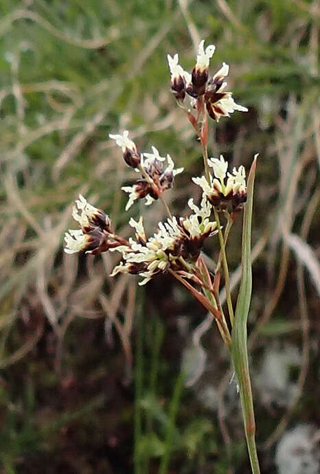 Image of alpine woodrush