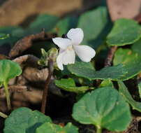 Image of Viola curtisiae