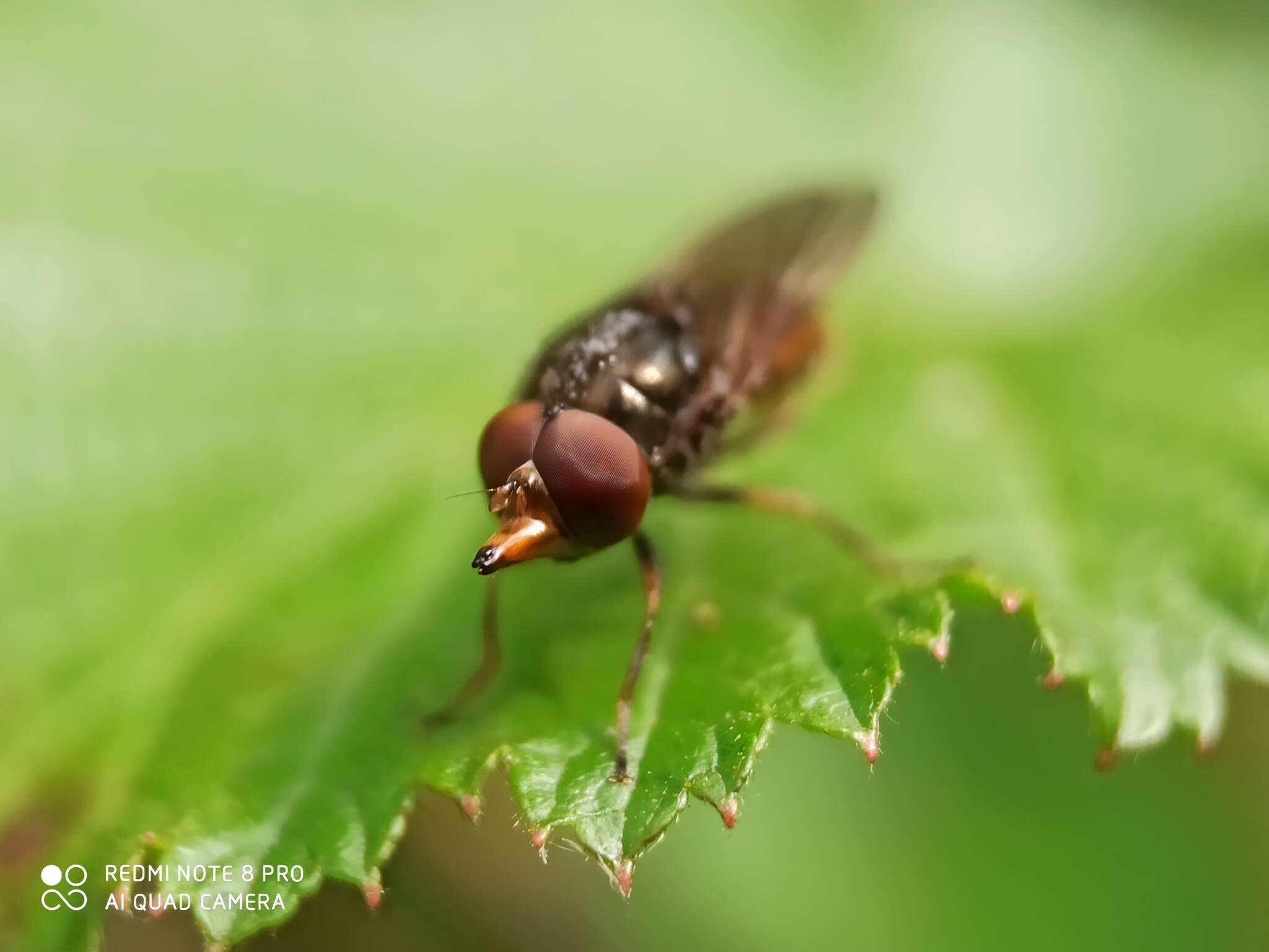 Image of Rhingia campestris Meigen 1822