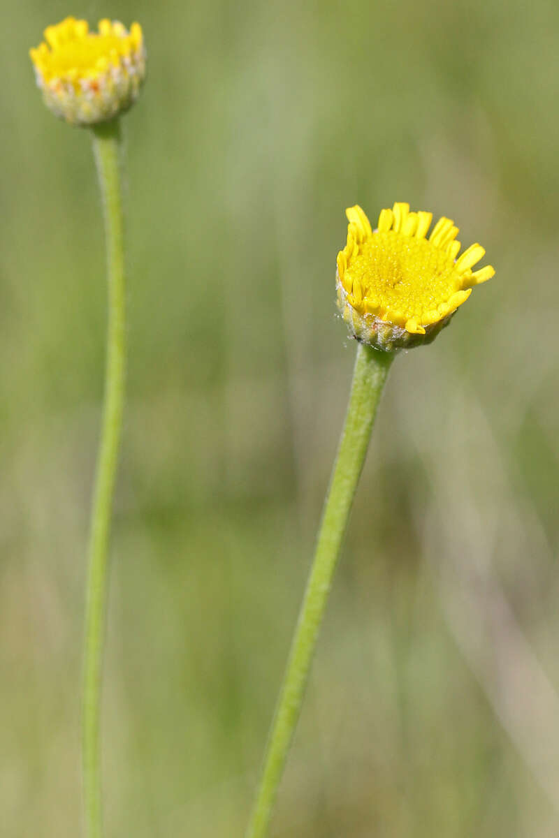 Image of Tanacetum kittaryanum (C. A. Mey.) Tzvel.