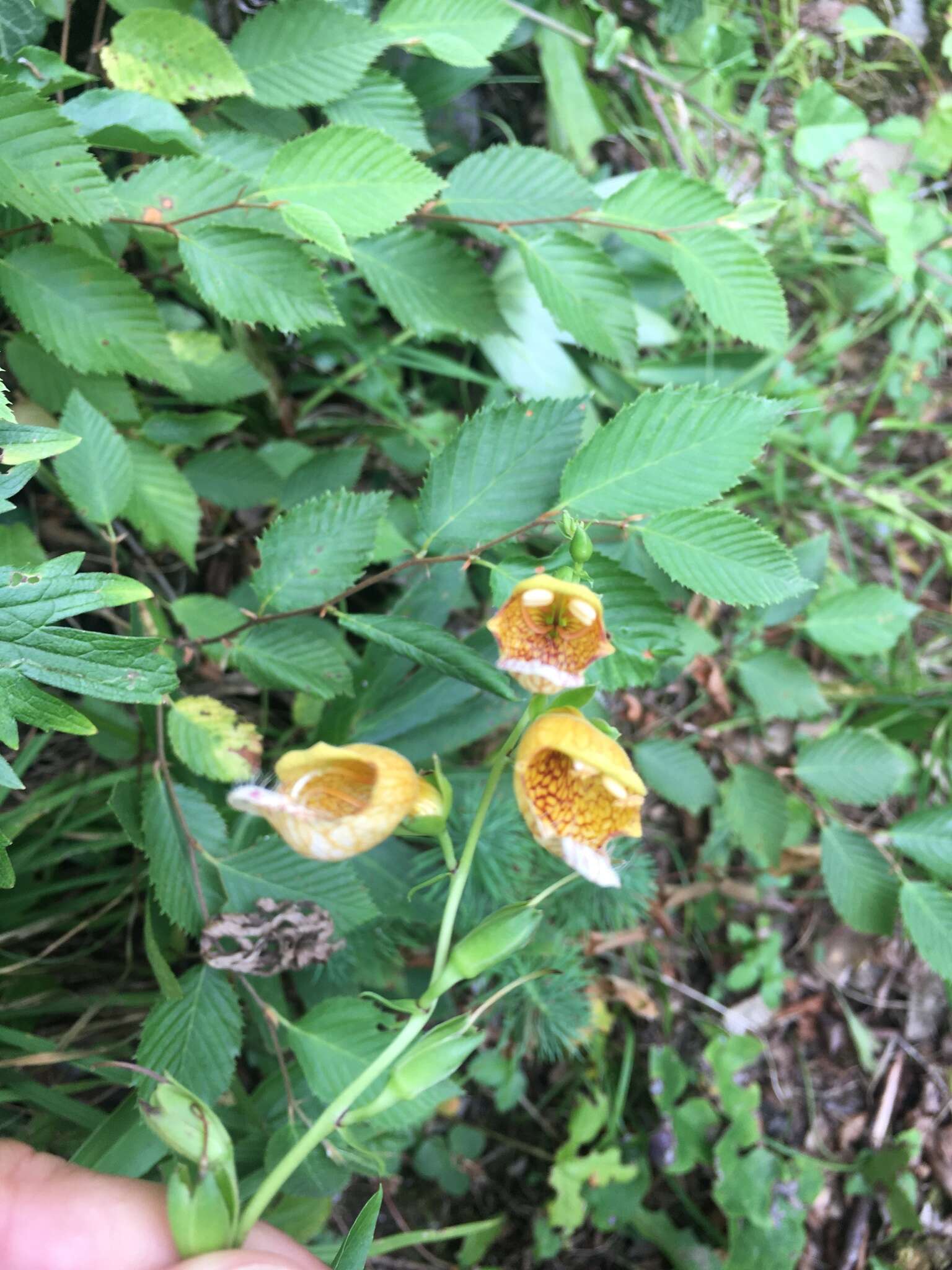 Imagem de Digitalis laevigata Waldst. & Kit.