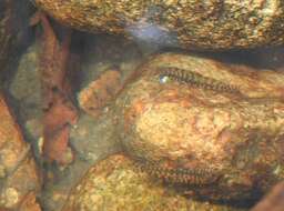 Image of Sucker-belly loach