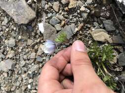 Imagem de Anemone lithophila Rydb.