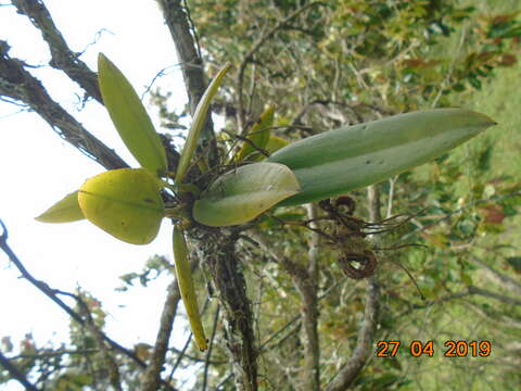 Imagem de Rodriguezia granadensis (Lindl.) Rchb. fil.