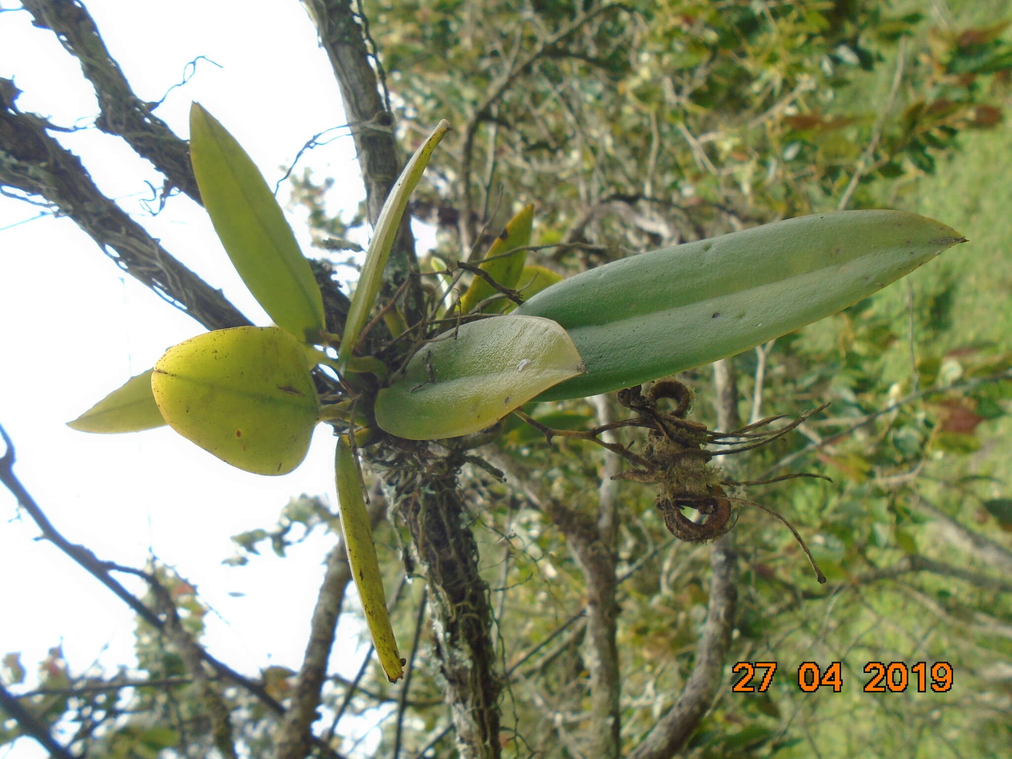 Image of Rodriguezia granadensis (Lindl.) Rchb. fil.