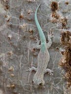 Image of Thicktail Day Gecko