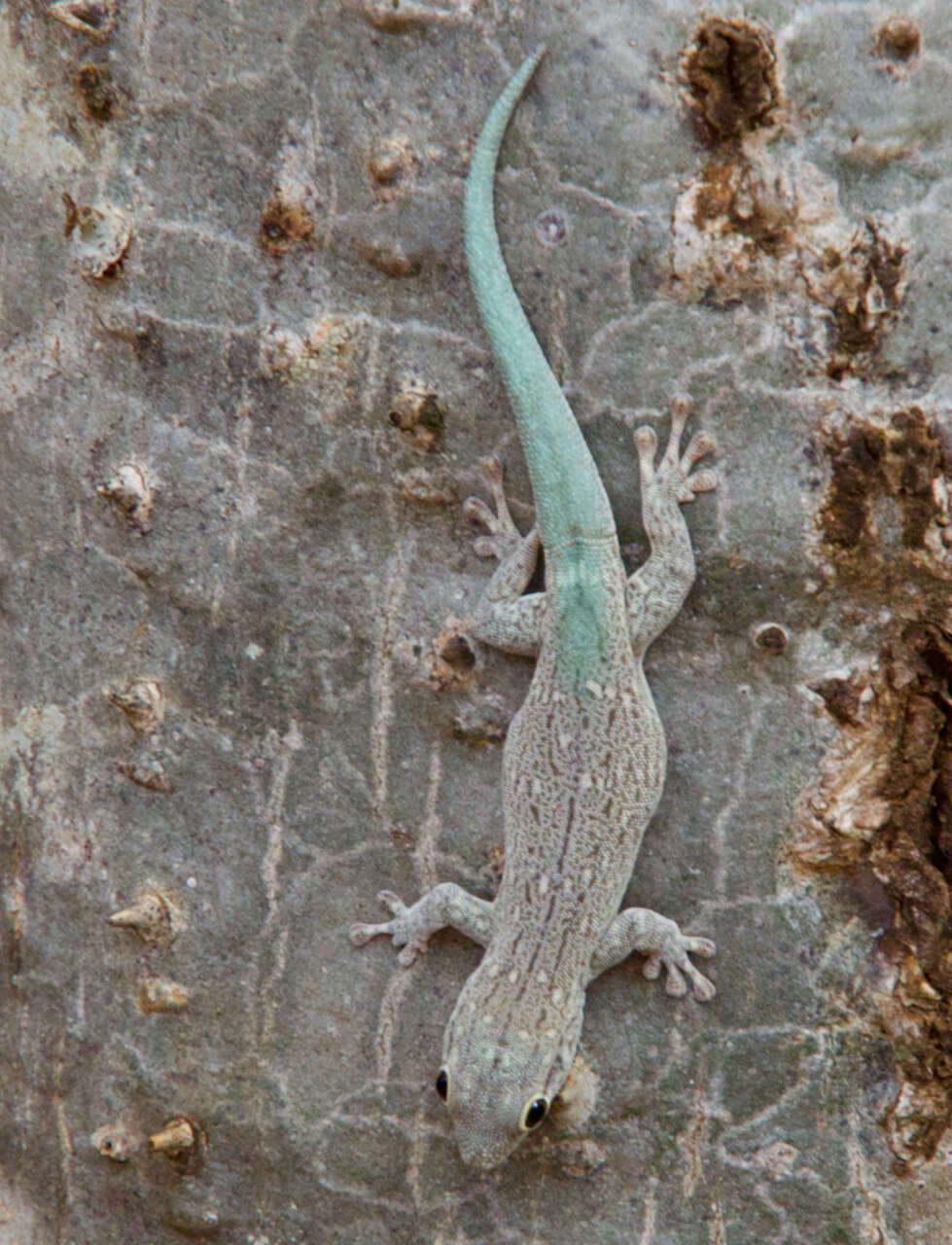 Plancia ëd Phelsuma mutabilis (Grandidier 1869)