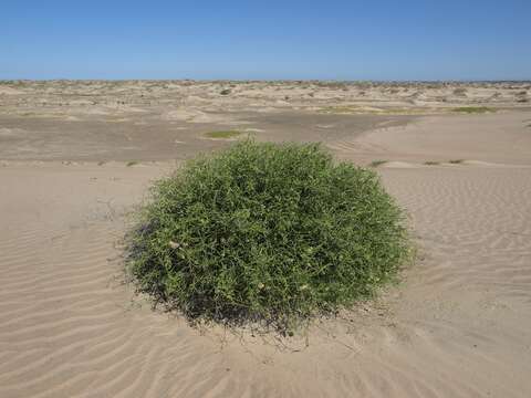 Image of Funastrum arenarium (Decne. ex Benth.) S. Liede