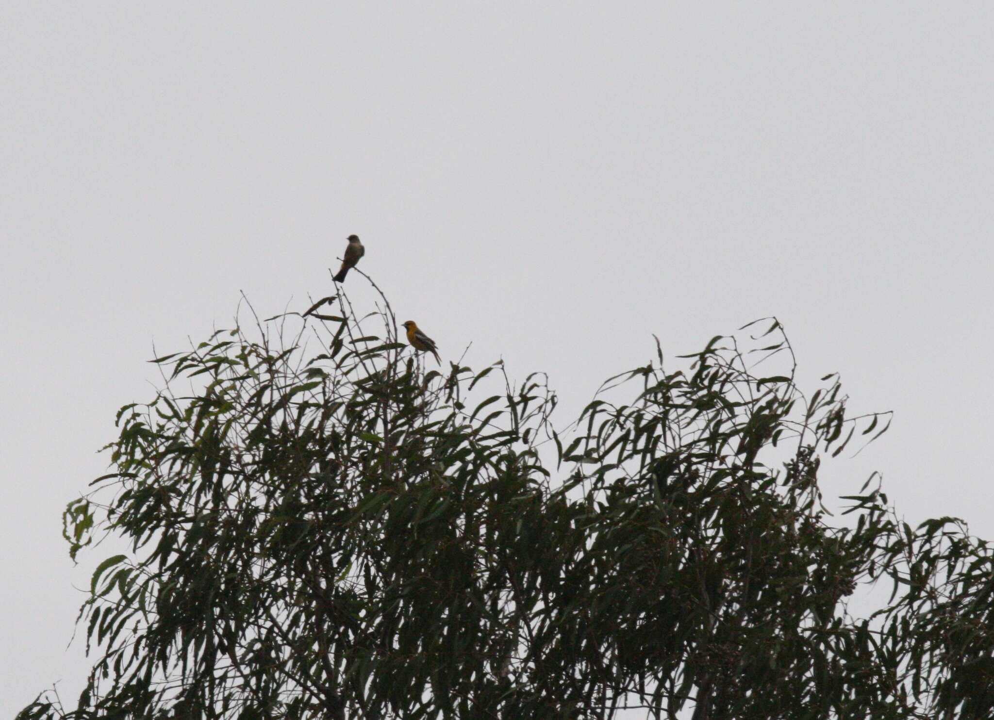 Image de Oriole de Bullock