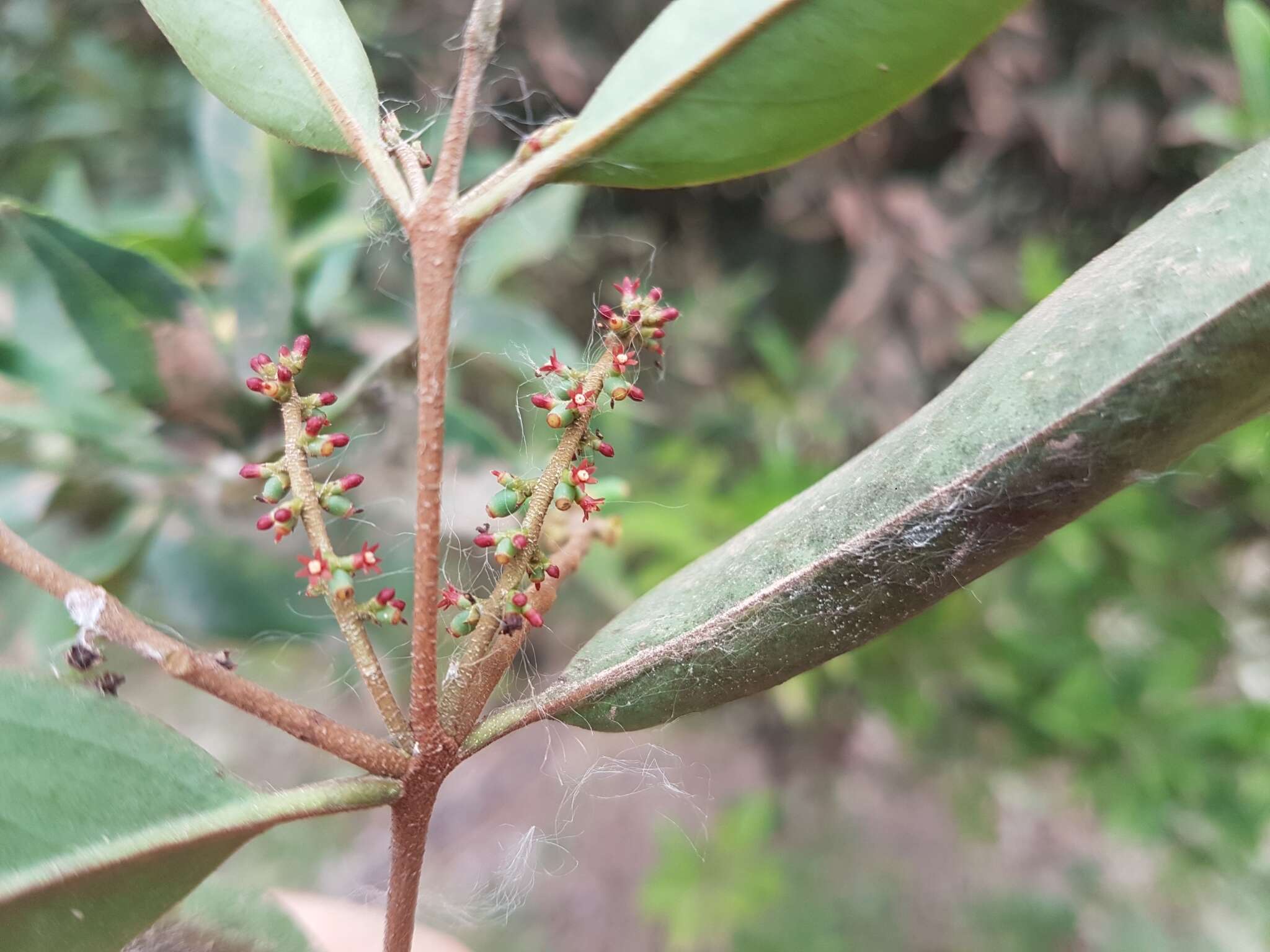 Image de Passovia pyrifolia (Kunth) Tiegh.