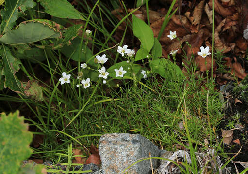 Слика од Pseudocherleria laricina (L.) Dillenb. & Kadereit