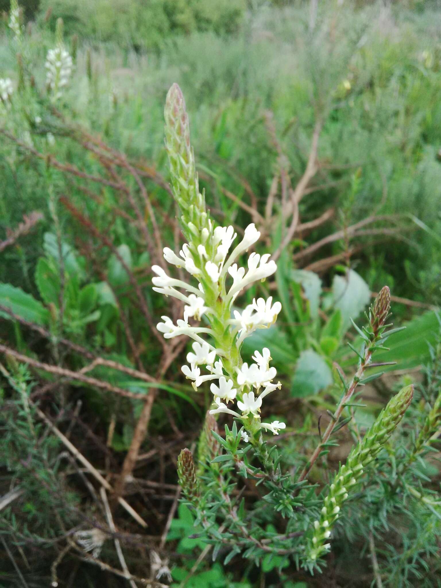 Image of Fringe Falseslugwort