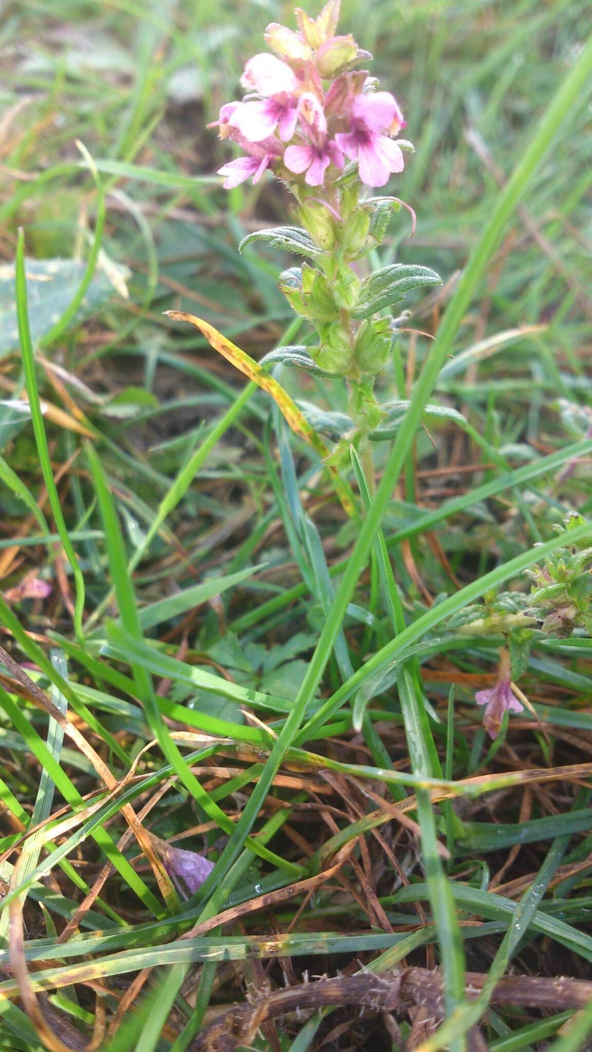 Image of red bartsia